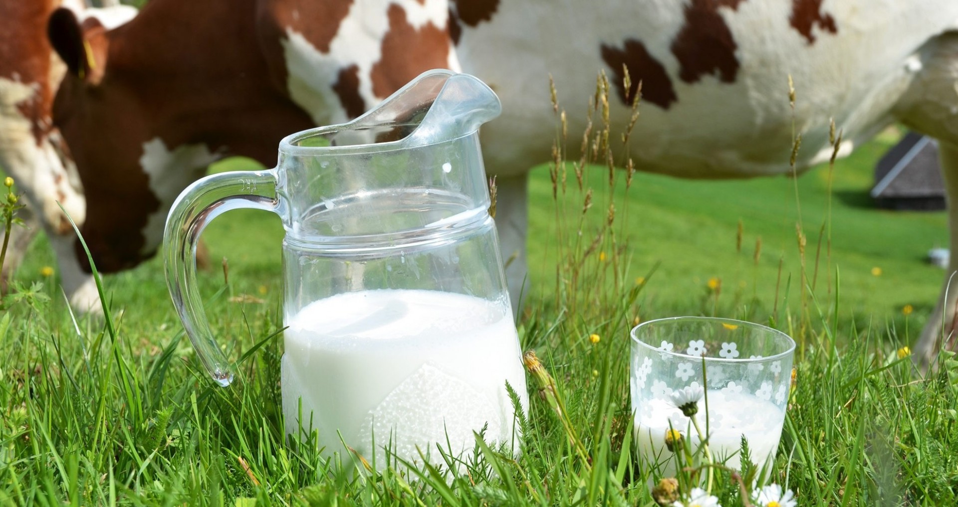 whey-protein-cow-green-field-milk-jug-e1454594756678-1920Ã1017 | Vecosys